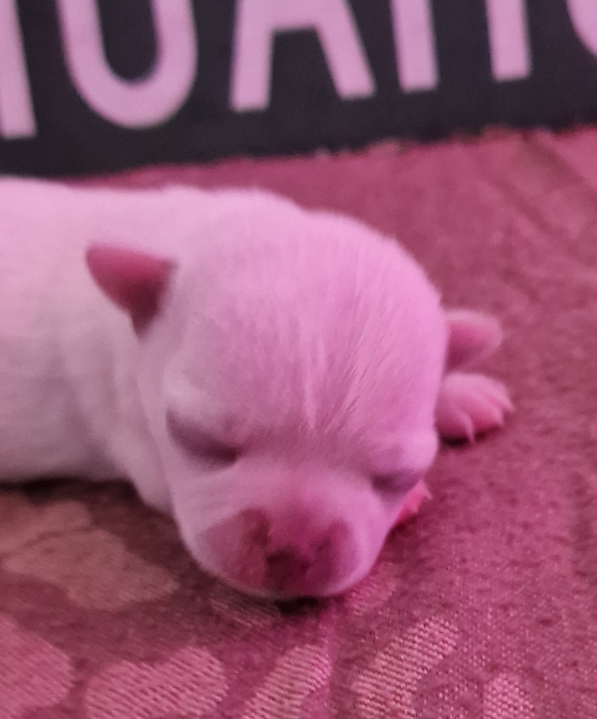du Secret d'Urtis - Chiots disponibles - Chihuahua