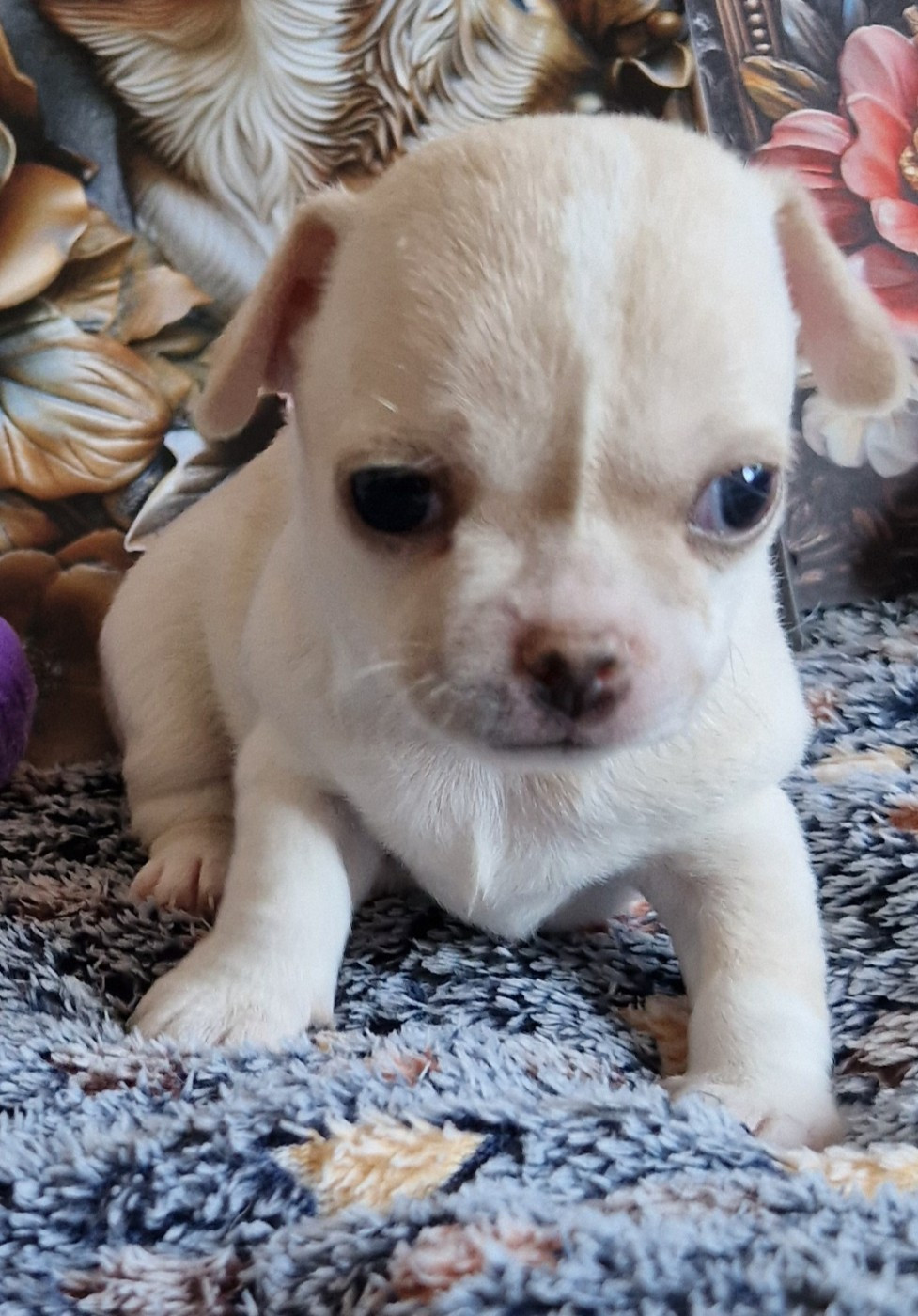 du Secret d'Urtis - Chiots disponibles - Chihuahua