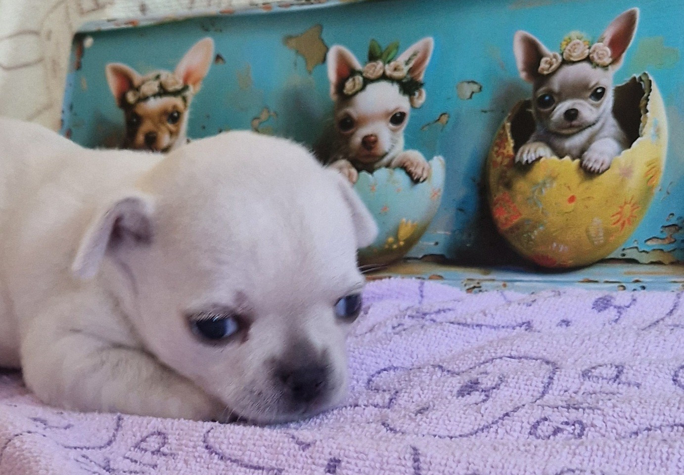 du Secret d'Urtis - Chiots disponibles - Chihuahua