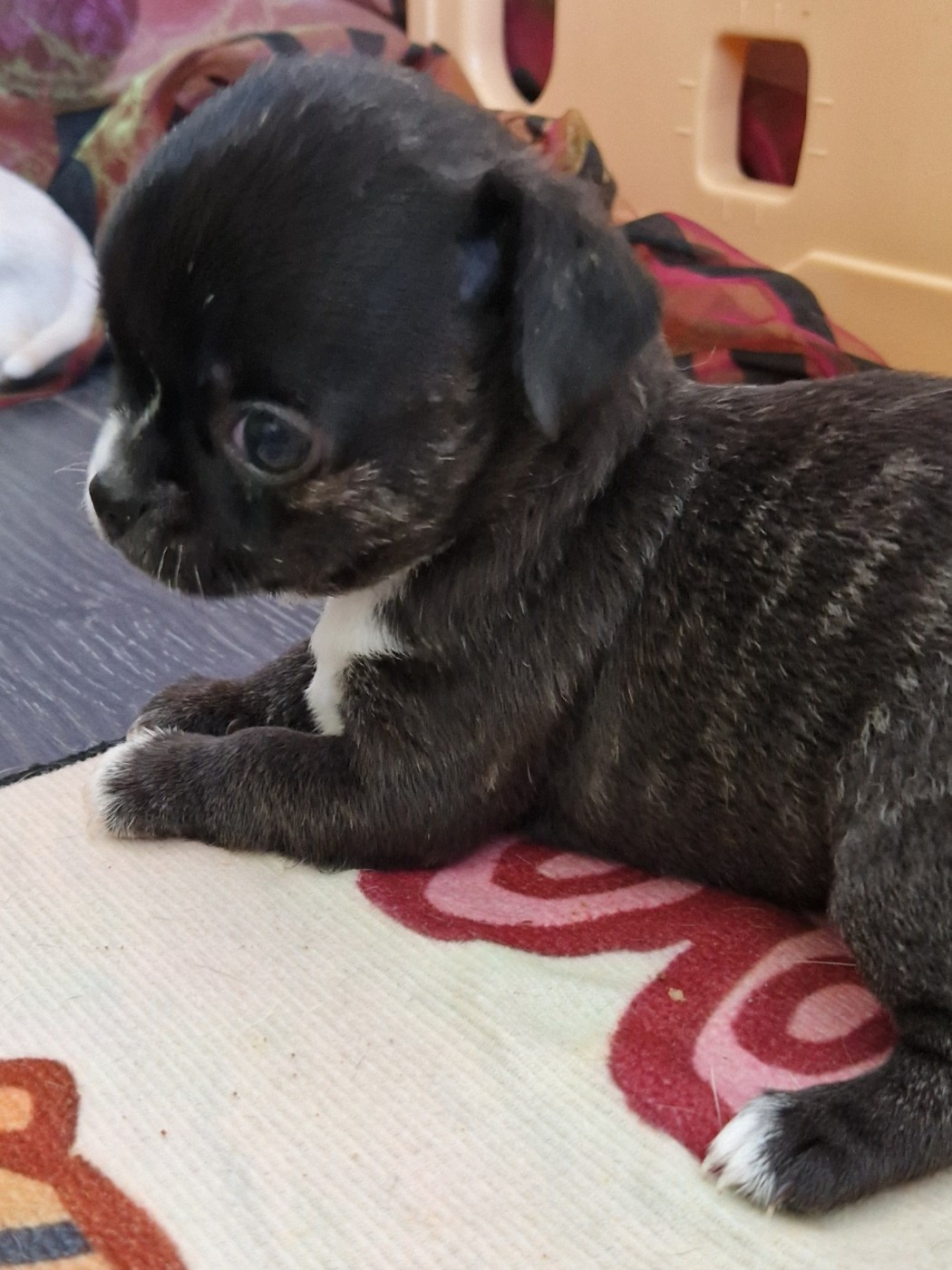 du Secret d'Urtis - Chiots disponibles - Chihuahua