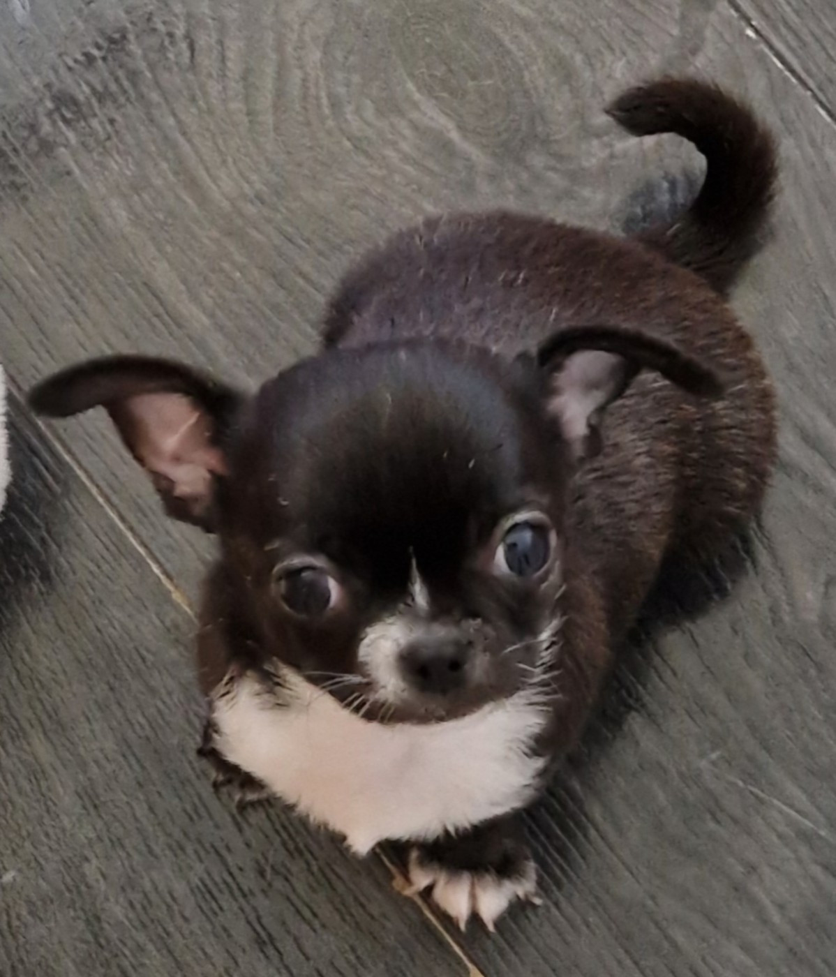 du Secret d'Urtis - Chiots disponibles - Chihuahua