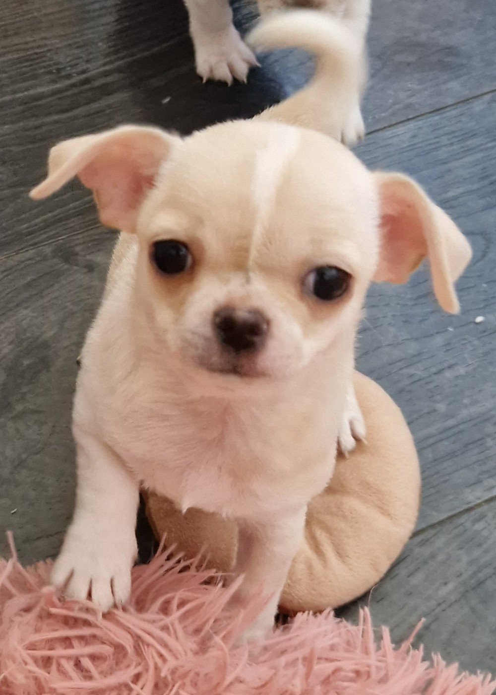 du Secret d'Urtis - Chiots disponibles - Chihuahua