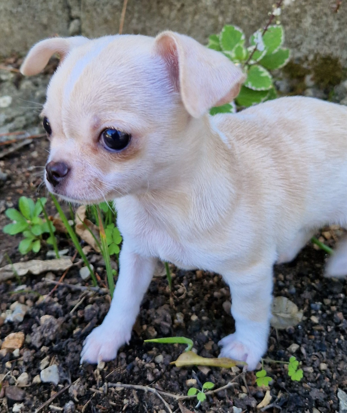 du Secret d'Urtis - Chihuahua - Portée née le 16/09/2025