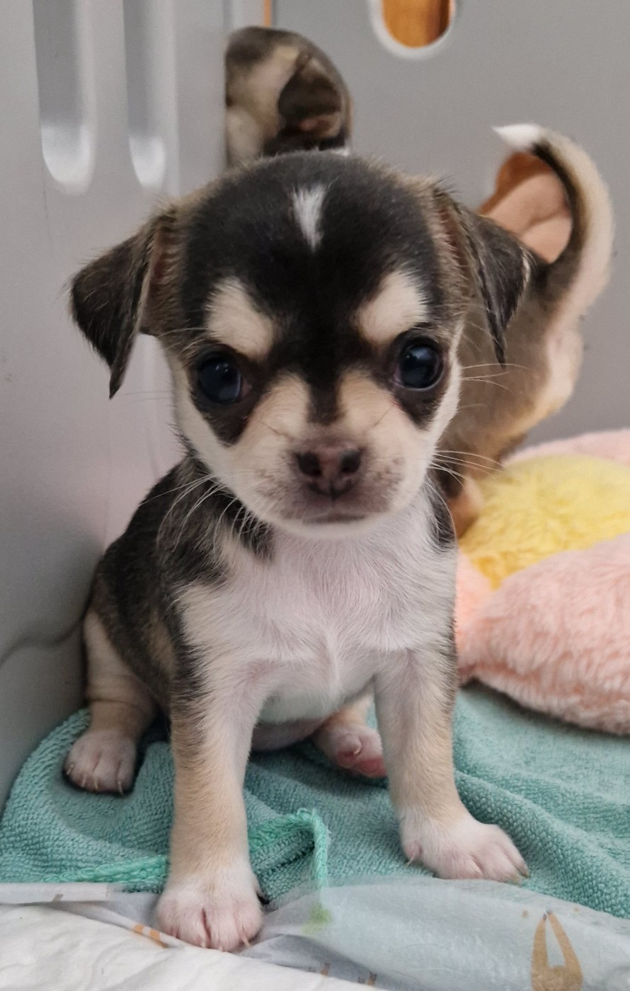 du Secret d'Urtis - Chiots disponibles - Chihuahua