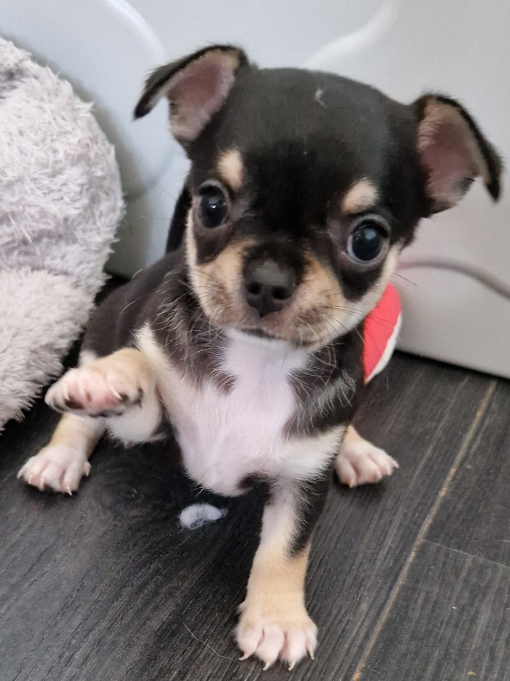 du Secret d'Urtis - Chiots disponibles - Chihuahua