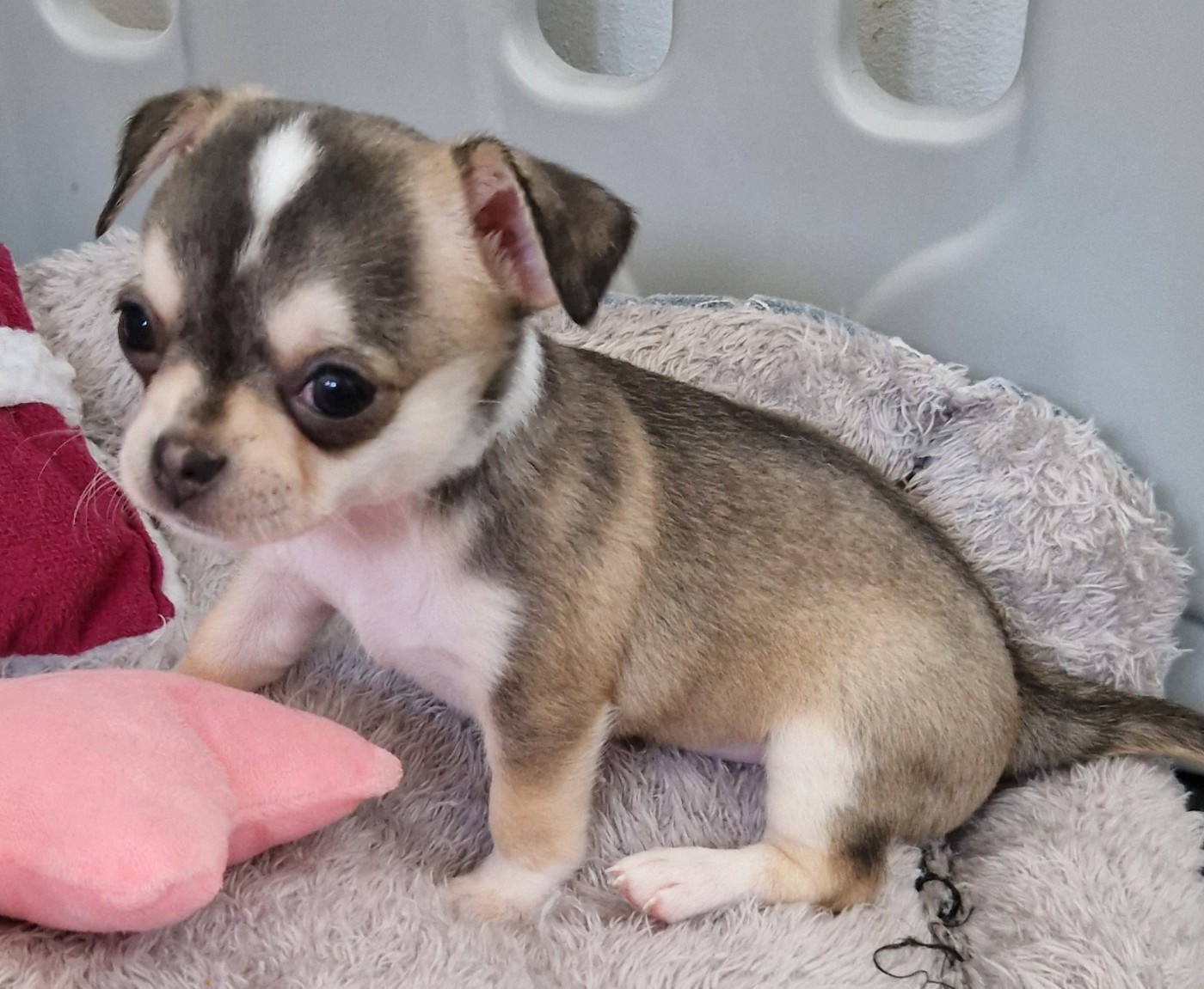 du Secret d'Urtis - Chiots disponibles - Chihuahua