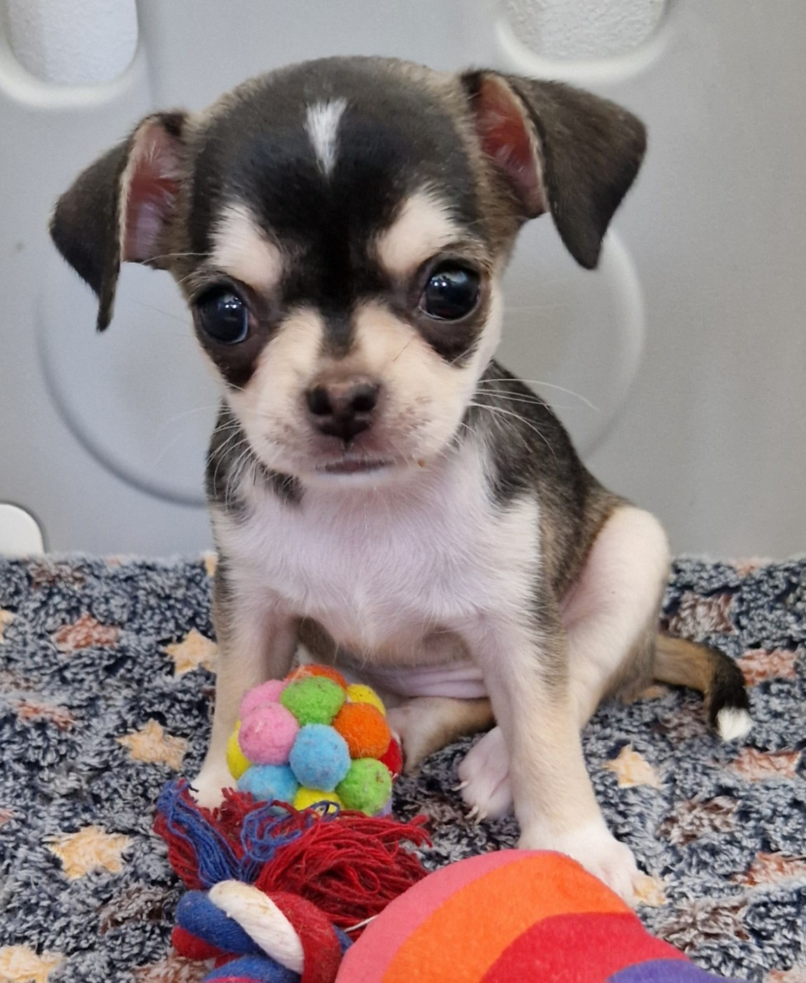 du Secret d'Urtis - Chiots disponibles - Chihuahua